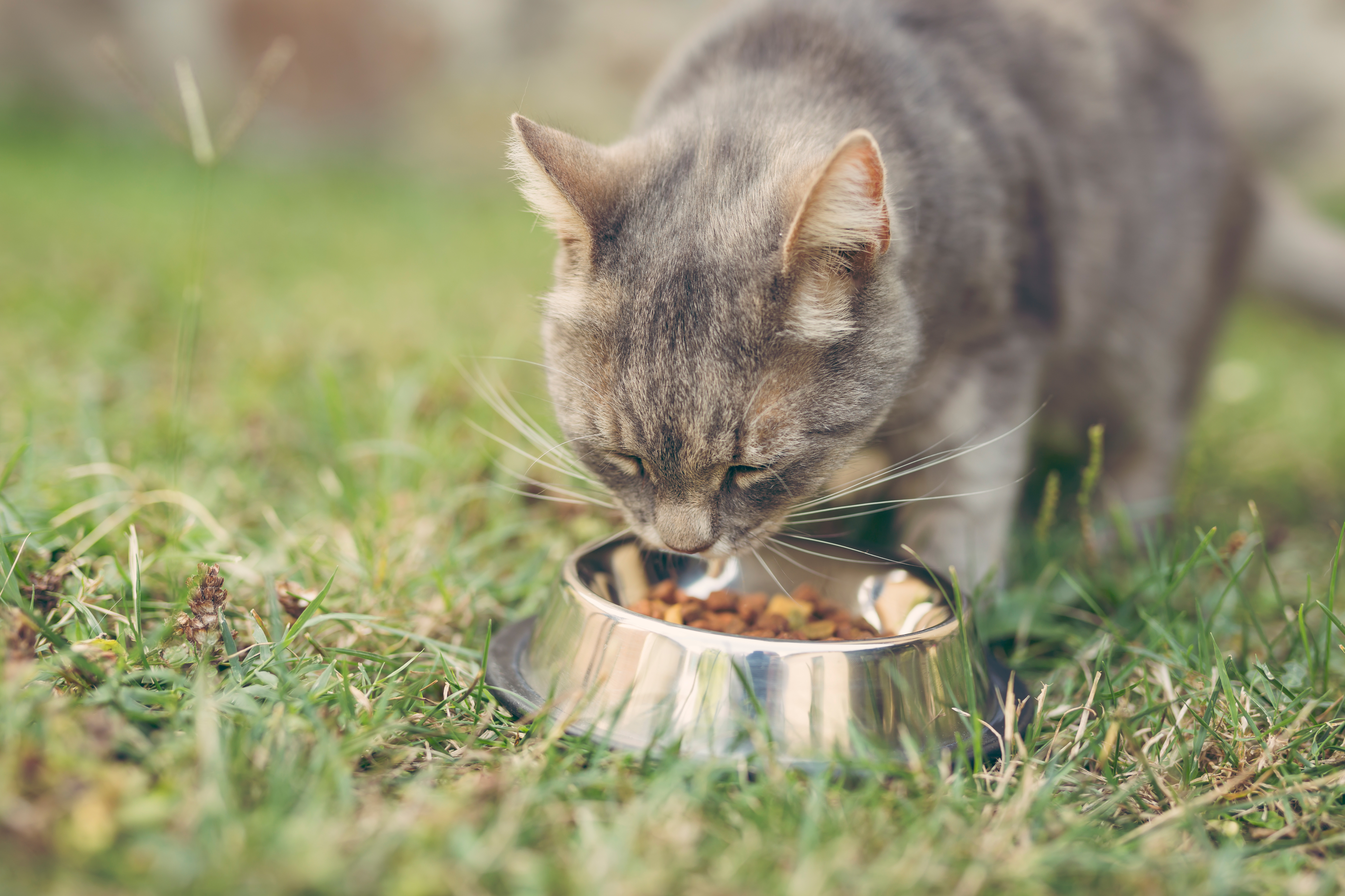 Alimentación Felina